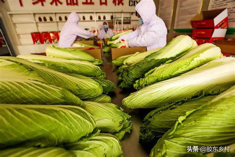 大白菜 意思|中国大白菜